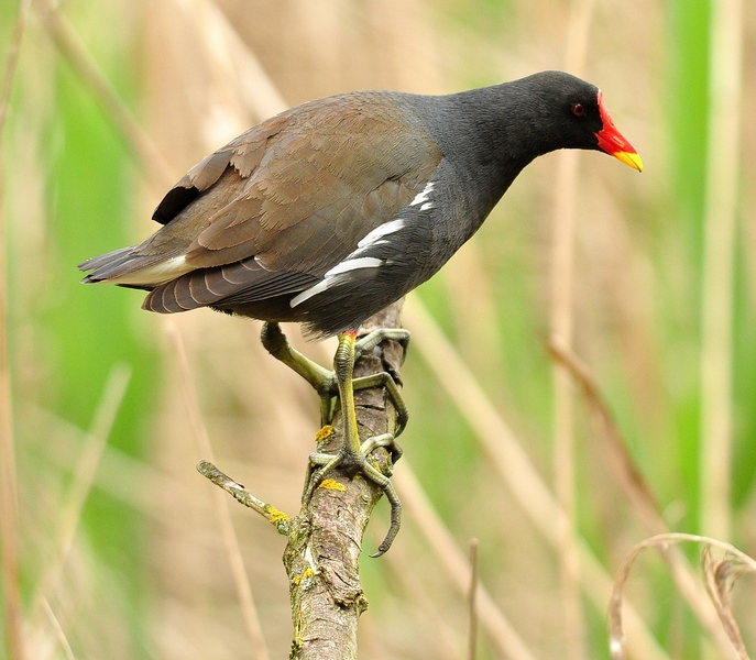Galinella equilibrista